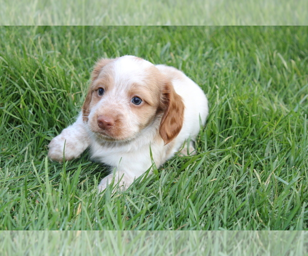 Medium Photo #10 Dachshund Puppy For Sale in BLOOMINGTON, IN, USA