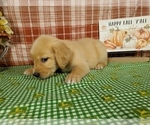Small #8 Golden Retriever