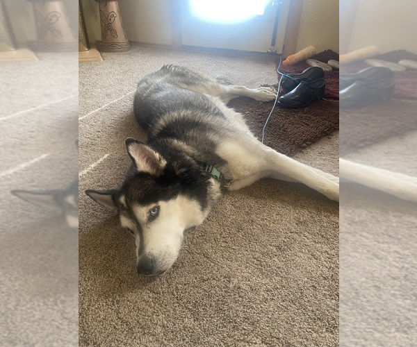 Medium Photo #2 Siberian Husky Puppy For Sale in ARLINGTON, TX, USA