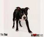 Small Photo #3 Mutt Puppy For Sale in Maryville, TN, USA