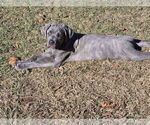 Litter of 10 - Male(s) and Female(s) Cane CorsoLitter of Puppies for Sale - Photo #12