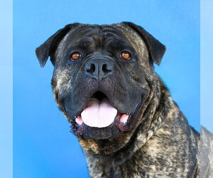 Mastiff-Unknown Mix Dogs for adoption in Pasadena, CA, USA