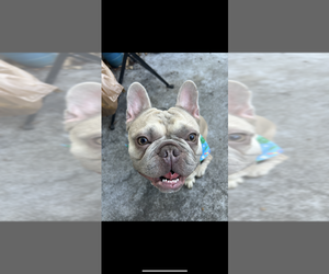 Father of the French Bulldog puppies born on 07/27/2025