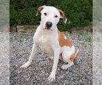 Small #1 American Staffordshire Terrier Mix