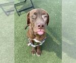 Small #1 Labrador Retriever Mix