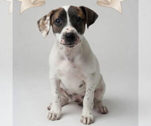 Jack Russell Terrier-Unknown Mix Dogs for adoption in Overland Park, KS, USA