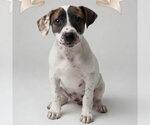 Small Jack Russell Terrier Mix