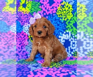 Cavapoo Puppy for sale in NOTTINGHAM, PA, USA