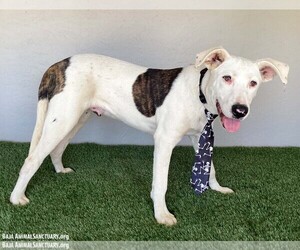 Benny - Male Mutt Dog for Adoption - Photo #2