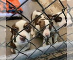 Small American Staffordshire Terrier Mix