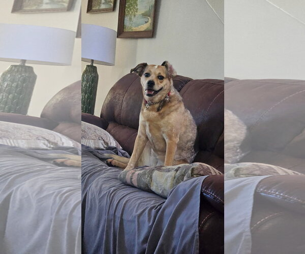 Medium Photo #2 Mutt Puppy For Sale in Royal Palm Beach, FL, USA