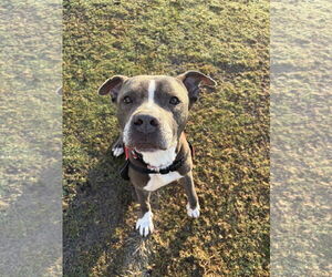 American Pit Bull Terrier Dogs for adoption in Miami, FL, USA