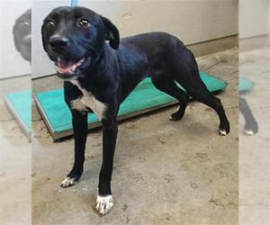 American Pit Bull Terrier-Unknown Mix Dogs for adoption in Camarillo, CA, USA