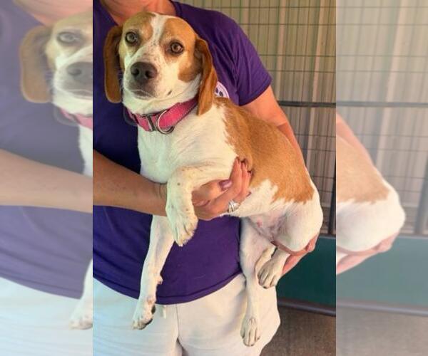Medium Photo #1 Beagle-Unknown Mix Puppy For Sale in Rockaway, NJ, USA