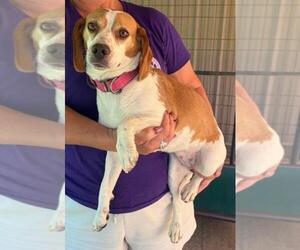 Beagle-Unknown Mix Dogs for adoption in Rockaway, NJ, USA