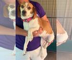 Small Beagle Mix