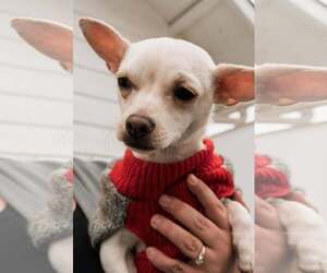 Benny - Male Chihuahua-Unknown Mix Dog for Adoption - Photo #2