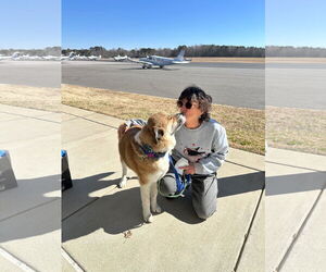 Siberian Husky-Unknown Mix Dogs for adoption in Spring Lake, NC, USA