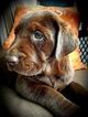 Small Photo #1 Labrador Retriever Puppy For Sale in SEDALIA, MO, USA