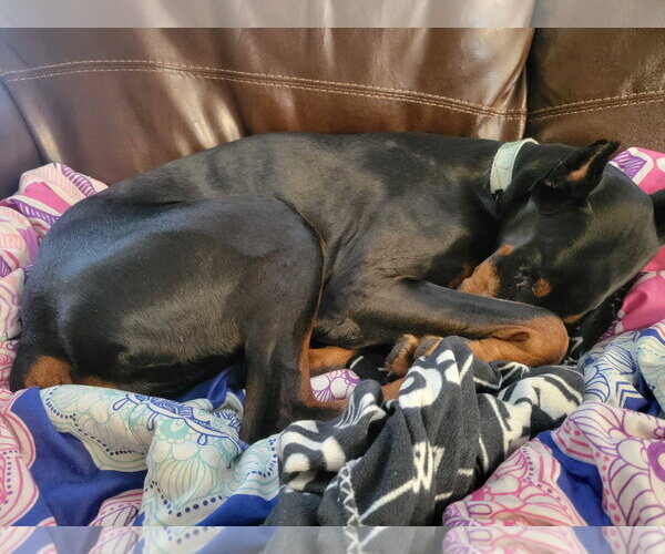Medium Photo #6 Doberman Pinscher Puppy For Sale in Minneaoplis, MN, USA