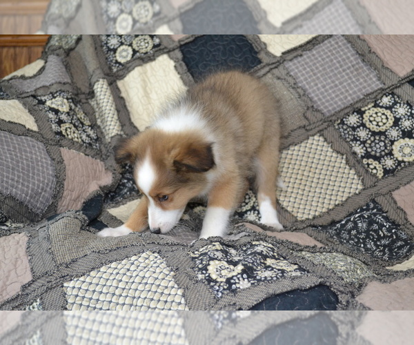 Medium Photo #19 Shetland Sheepdog Puppy For Sale in GREENWOOD, WI, USA