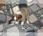 Small Photo #19 Shetland Sheepdog Puppy For Sale in GREENWOOD, WI, USA