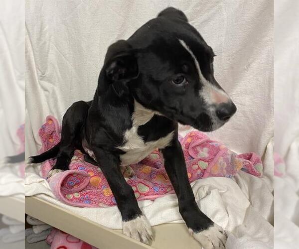 Medium Photo #1 Mutt Puppy For Sale in Modesto, CA, USA