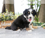 Puppy Dreamer Miniature American Shepherd
