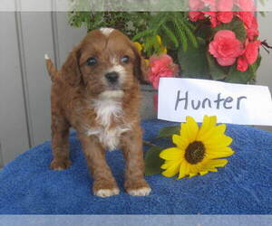 Cavapoo Puppy for sale in SHILOH, OH, USA