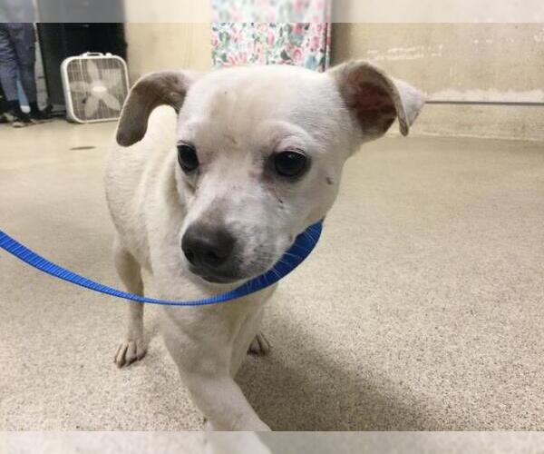 Medium Photo #1 Chihuahua Puppy For Sale in Riverside, CA, USA