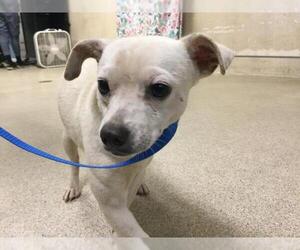 Chihuahua Dogs for adoption in Riverside, CA, USA