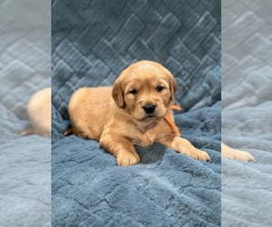 French Bulldog Puppy for sale in HACKETT, AR, USA