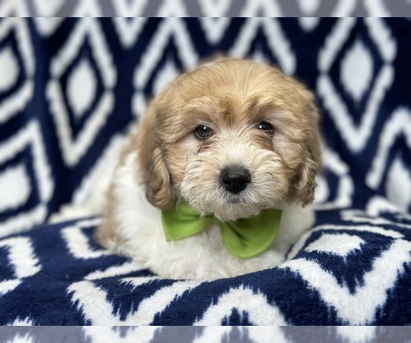 Medium Photo #9 Lhasa Apso Puppy For Sale in LAKELAND, FL, USA