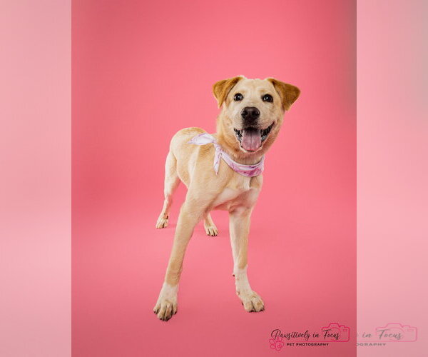 Medium Photo #3 Labrador Retriever-Unknown Mix Puppy For Sale in Aurora, CO, USA