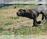 Small #4 Cane Corso