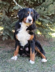 Mother of the Greater Swiss Mountain Dog puppies born on 02/18/2017