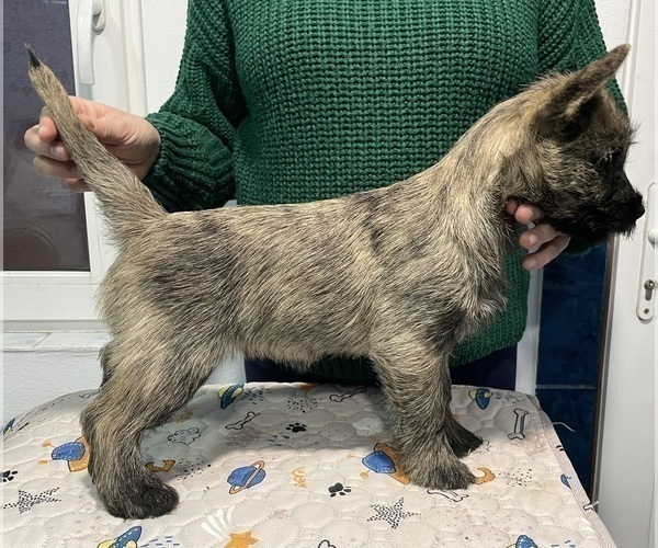 Medium Photo #6 Cairn Terrier Puppy For Sale in Targu-Mures, Mures, Romainia