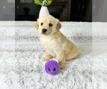 Small Photo #3 Golden Retriever Puppy For Sale in GREENFIELD, IN, USA