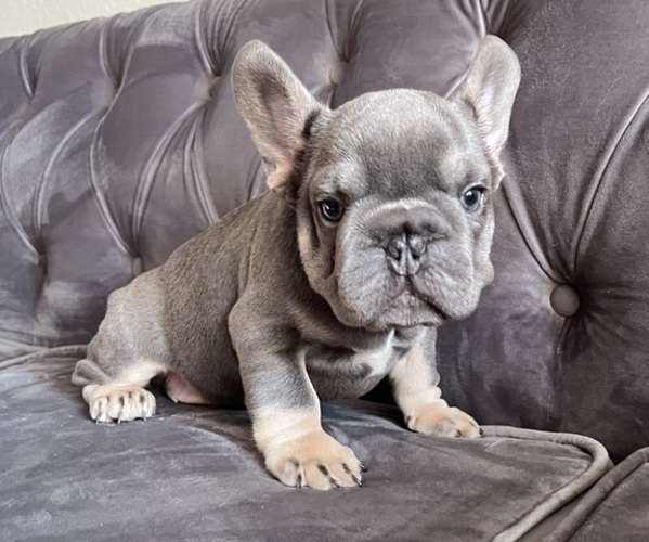 Medium Photo #1 French Bulldog Puppy For Sale in TUKWILA, WA, USA