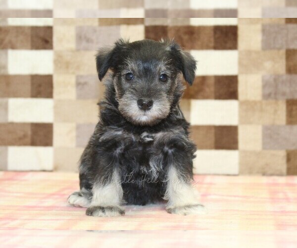 Medium Photo #3 Schnauzer (Miniature) Puppy For Sale in DENVER, PA, USA