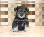 Small #2 Schnauzer (Miniature)