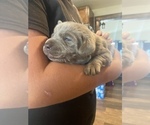 Small Photo #3 Labrador Retriever Puppy For Sale in PEYTON, CO, USA