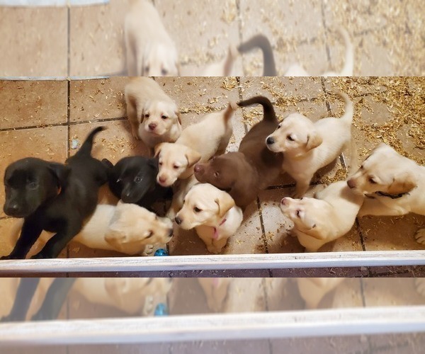 Medium Photo #1 Labrador Retriever Puppy For Sale in KOKOMO, IN, USA