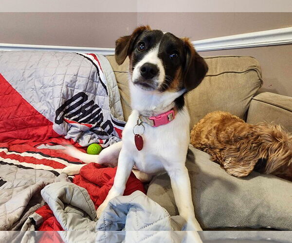 Medium Photo #3 Mutt Puppy For Sale in Dahlgren, VA, USA