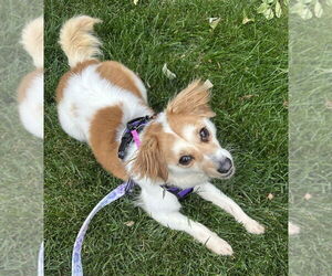 Mutt Dogs for adoption in Mundelein, IL, USA