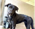 Small #2 Labrador Retriever