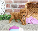 Small #14 Poodle (Miniature)