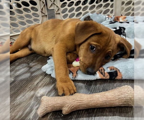 Medium Photo #2 Golden Retriever-Unknown Mix Puppy For Sale in Brooklyn Center, MN, USA