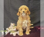 Small #3 Cavapoo (Miniature)