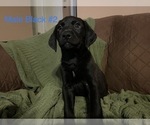 Small Photo #9 Labrador Retriever Puppy For Sale in SLIDELL, LA, USA